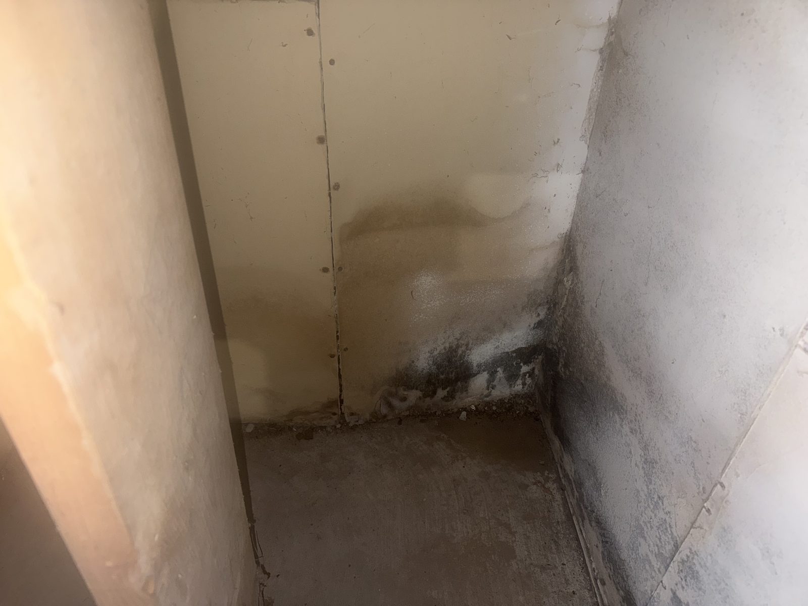 Mold growth in a basement wall corner before remediation